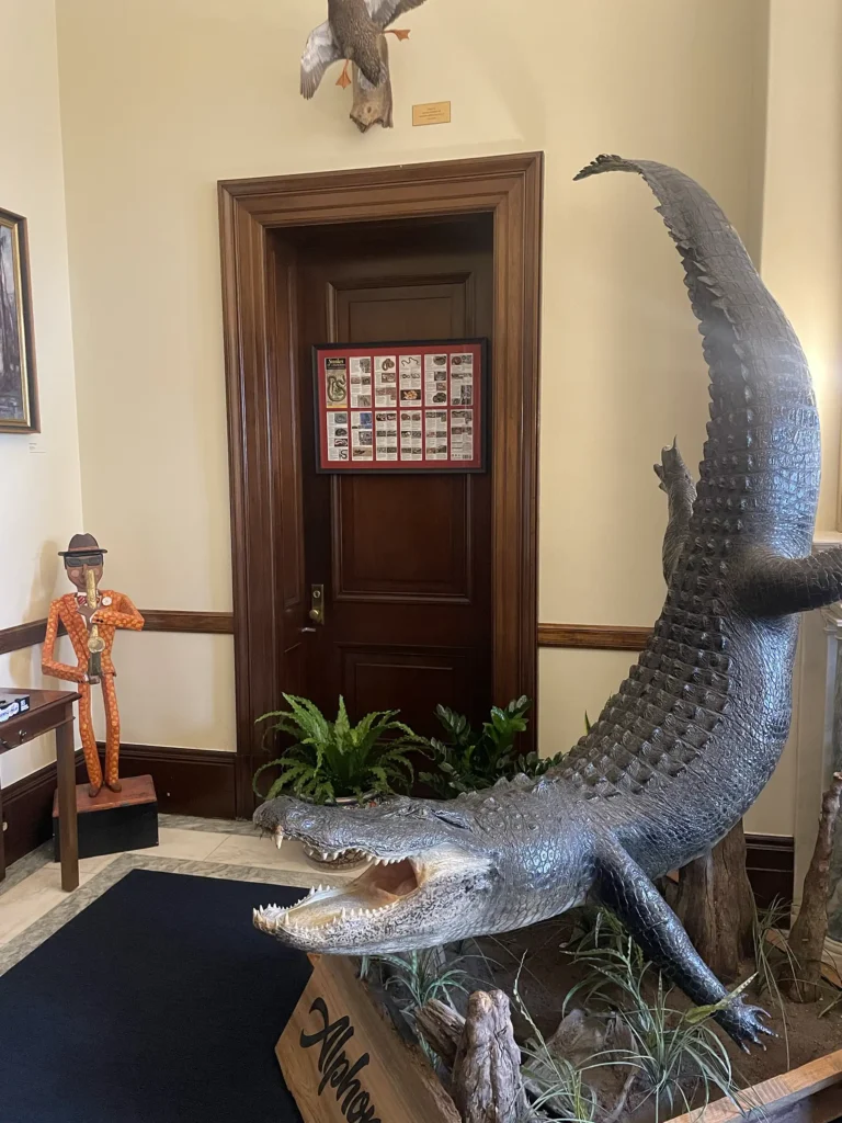 An alligator statue in Senator Kennedy’s office